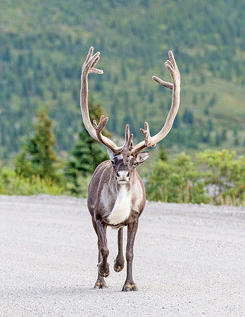 Caribou_Denali_2016_14