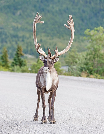 Caribou_Denali_2016_15
