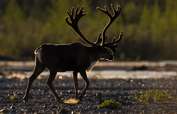 Caribou_Denali_2016_16