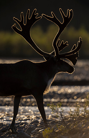 Caribou_Denali_2016_17