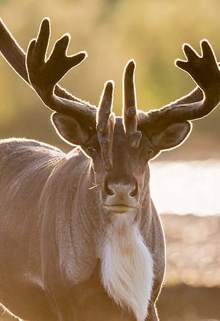 Caribou_Denali_2016_18