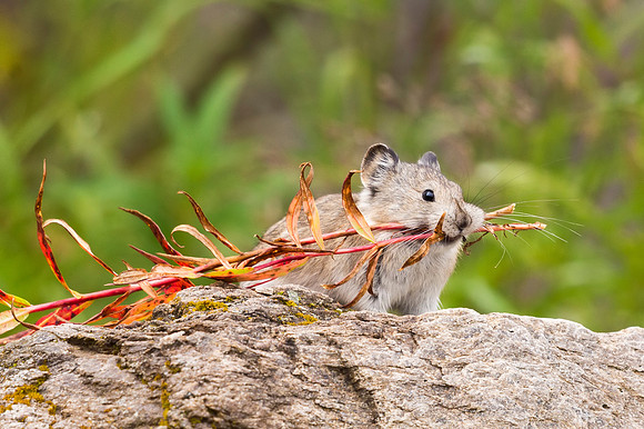 Collared_pika_Denali_2016_2