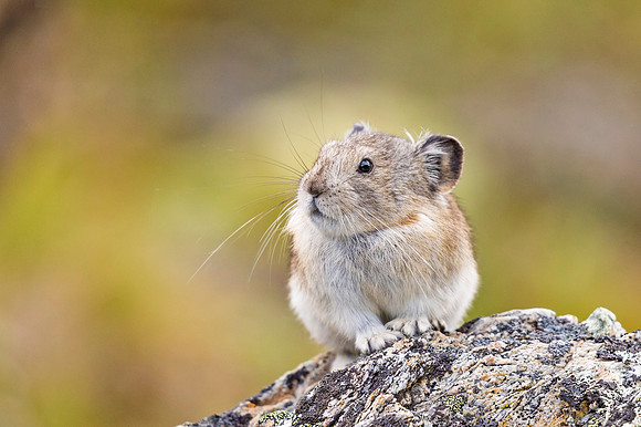 Collared_pika_Denali_2016_3