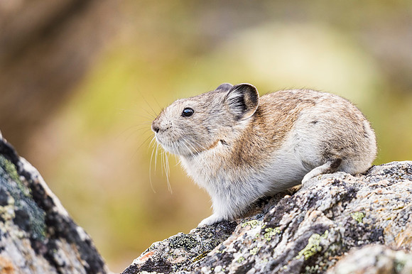 Collared_pika_Denali_2016_4