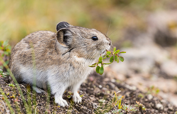 Collared_pika_Denali_2016_5