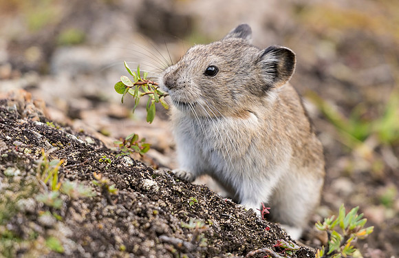 Collared_pika_Denali_2016_6