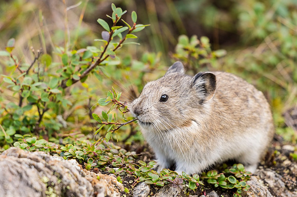 Collared_pika_Denali_2016_7