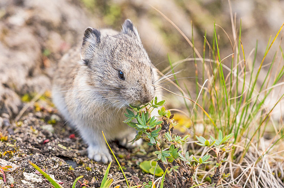 Collared_pika_Denali_2016_8
