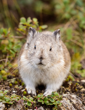 Collared_pika_Denali_2016_9