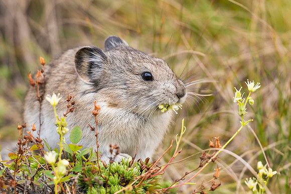 Collared_pika_Denali_2016_10