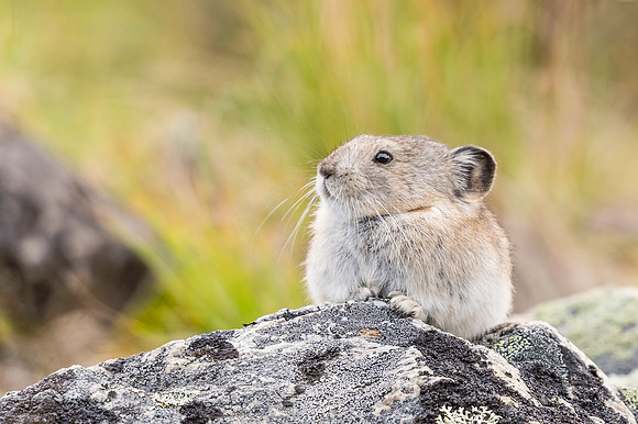 Collared_pika_Denali_2016_11