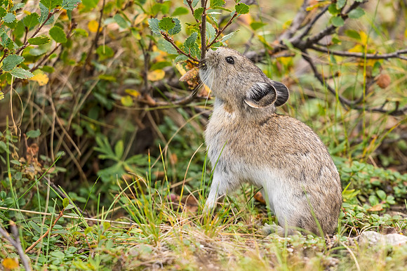Collared_pika_Denali_2016_12