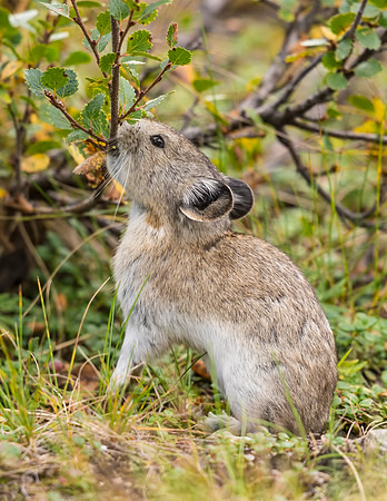 Collared_pika_Denali_2016_13