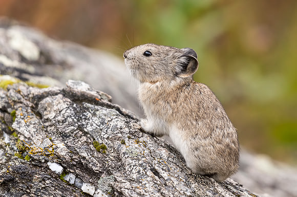 Collared_pika_Denali_2016_14