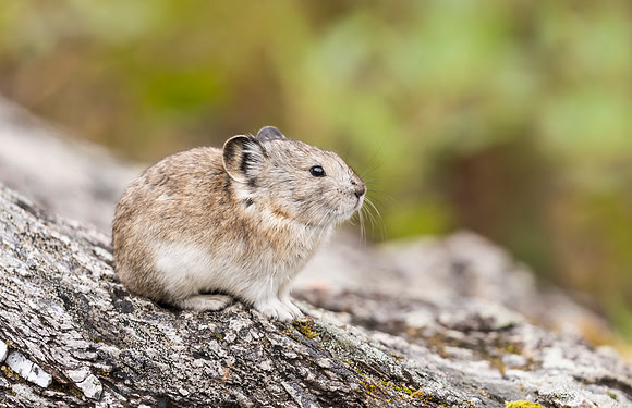Collared_pika_Denali_2016_15