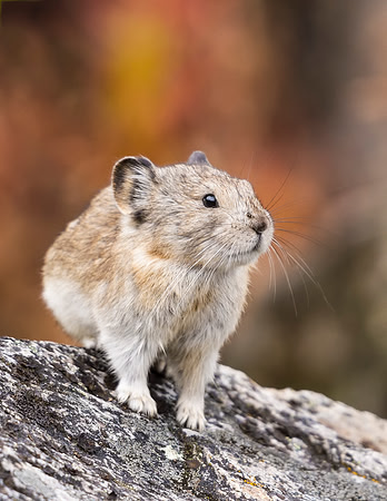 Collared_pika_Denali_2016_16
