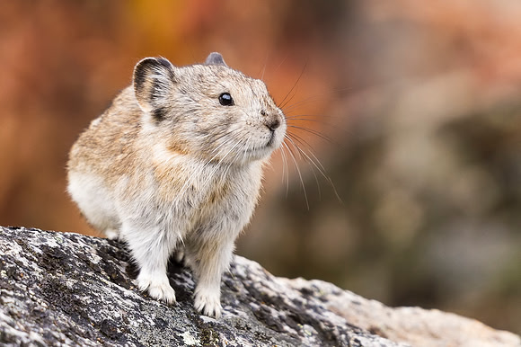 Collared_pika_Denali_2016_17