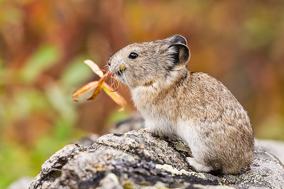 Collared_pika_Denali_2016_18