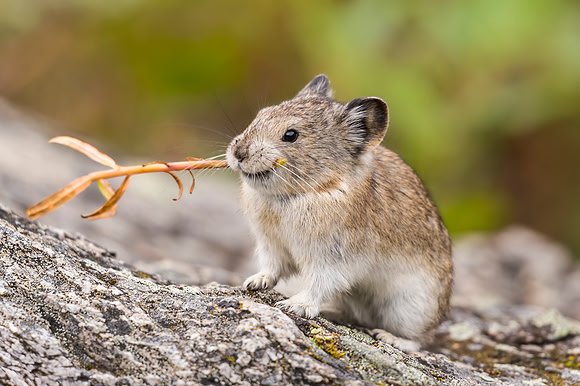 Collared_pika_Denali_2016_19