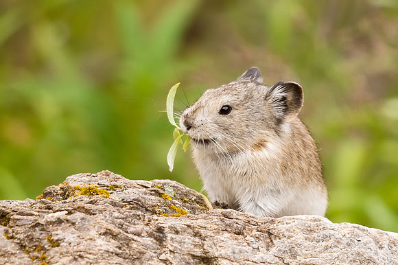 Collared_pika_Denali_2016_20