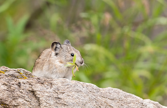 Collared_pika_Denali_2016_21