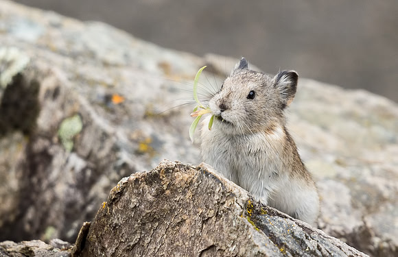 Collared_pika_Denali_2016_22