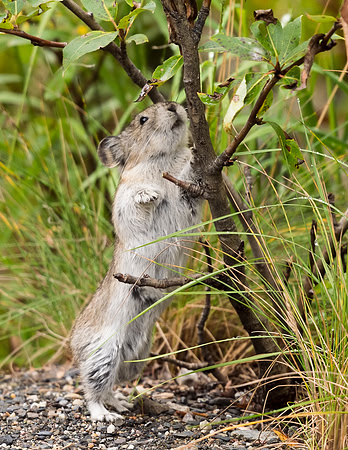 Collared_pika_Denali_2016_23