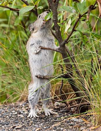 Collared_pika_Denali_2016_24