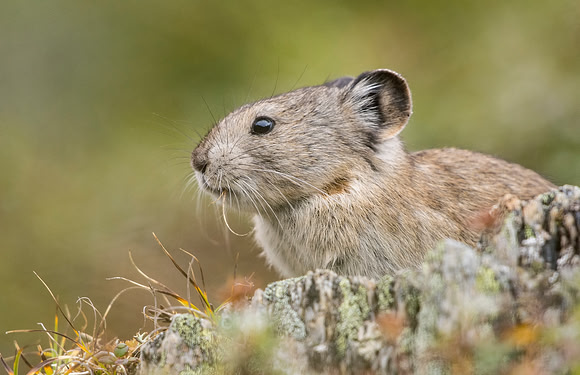 Collared_pika_Denali_2016_25