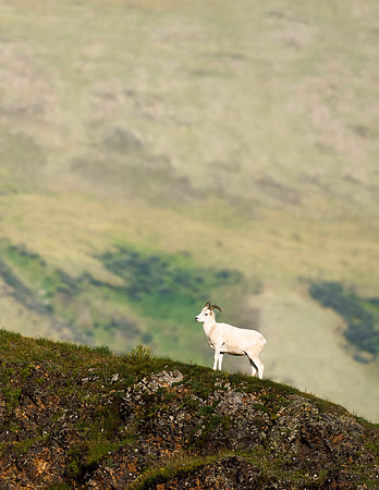 Dalls_sheep_Denali_2016_1