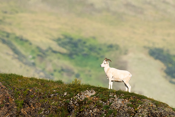 Dalls_sheep_Denali_2016_2