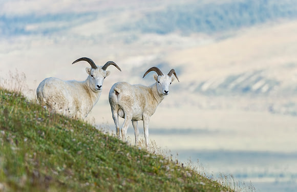 Dalls_sheep_2016_4