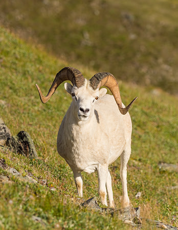 Dalls_sheep_2016_5