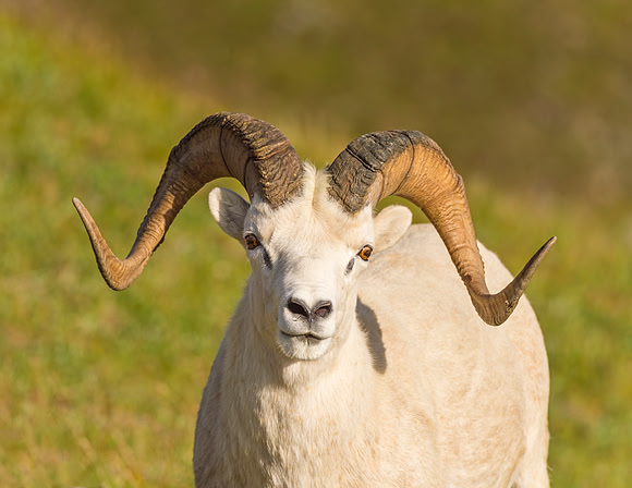 Dalls_sheep_2016_6