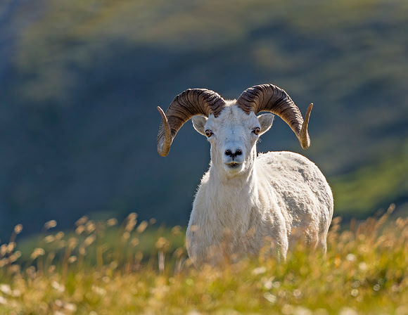 Dalls_sheep_2016_8