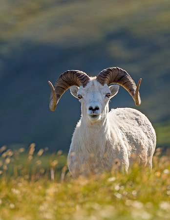 Dalls_sheep_2016_9