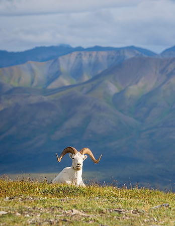Dalls_Sheep_Denali_2016_10