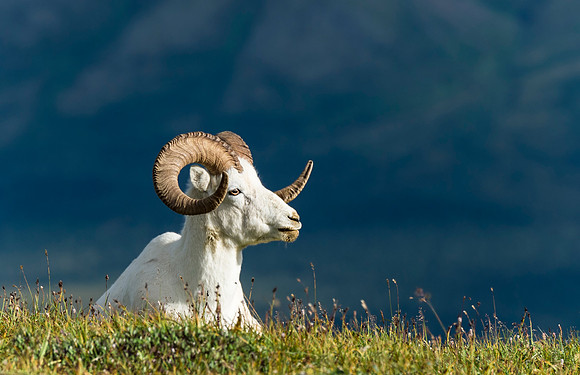 Dalls_Sheep_Denali_2016_11