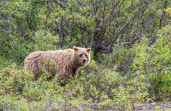 Grizzly_bear_Denali_2016_1