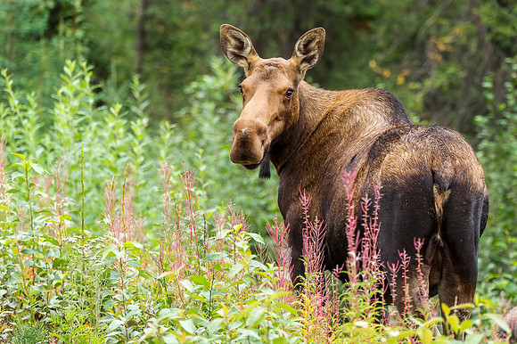 Moose_Denali_2016_1