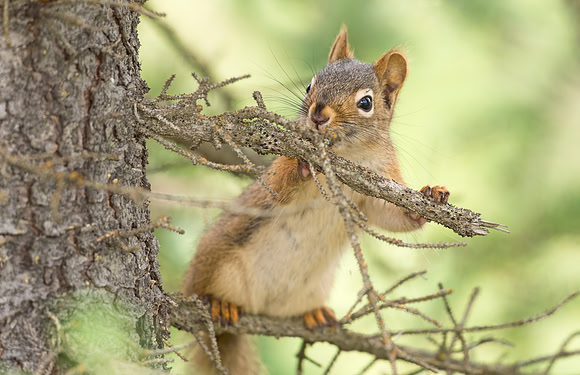 Red_squirrel_Denali_2016_1