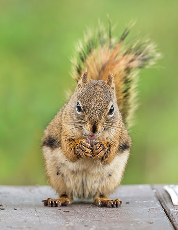 Red_squirrel_Denali_2016_2