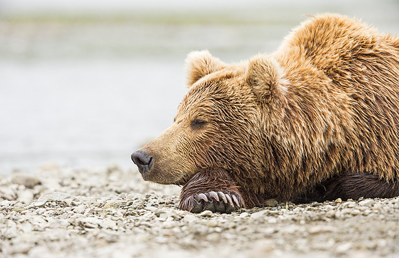 Brown_bear_McNeil_2015_32