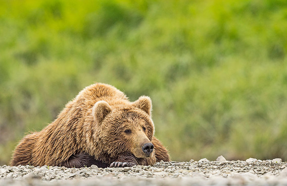 Brown_bear_McNeil_2015_35
