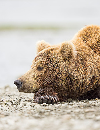 Brown_bear_McNeil_2015_33