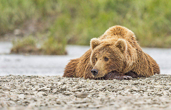 Brown_bear_McNeil_2015_34