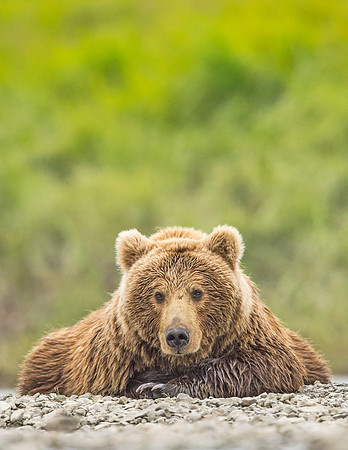Brown_bear_McNeil_2015_36