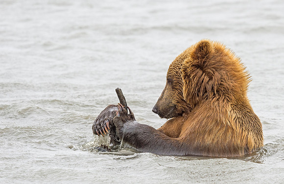 Brown_bear_McNeil_2015_37