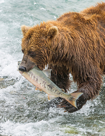 Brown_bear_McNeil_2015_38