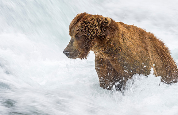Brown_bear_McNeil_2015_39